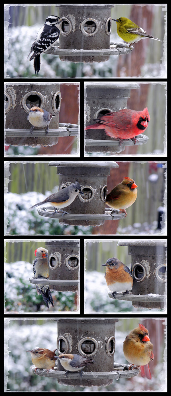 Birds in Winter