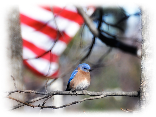 bluebird-flag