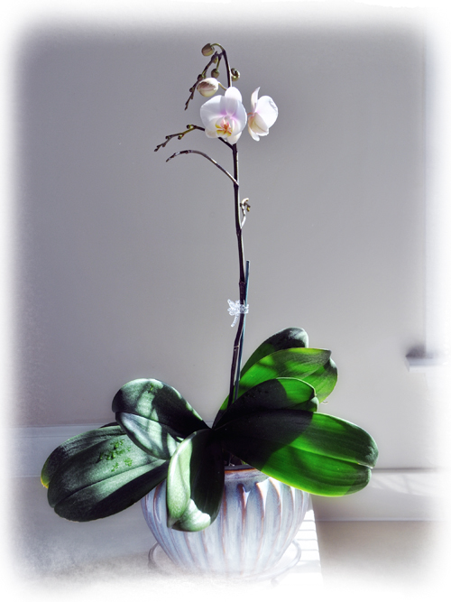 orchid-2010