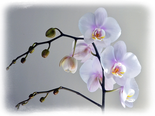 orchid-feb02
