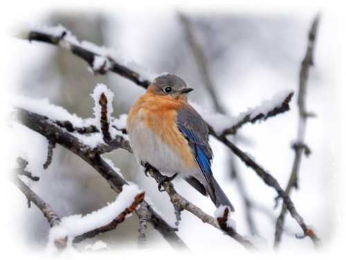snowy_bluebird